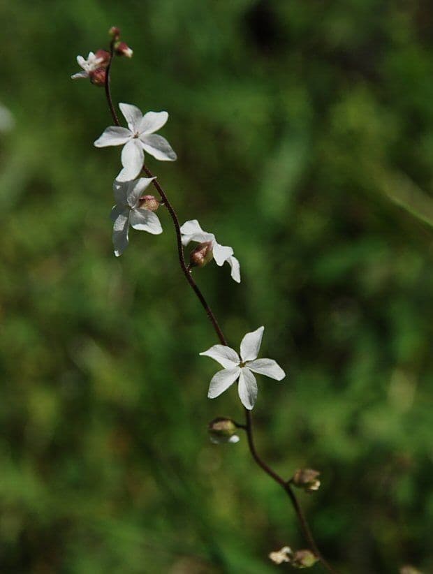 Lithophragma 5