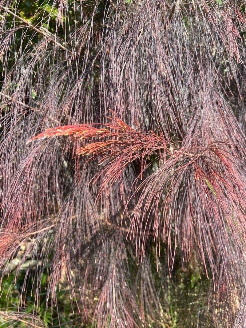 Alokazuarina torulosa 9