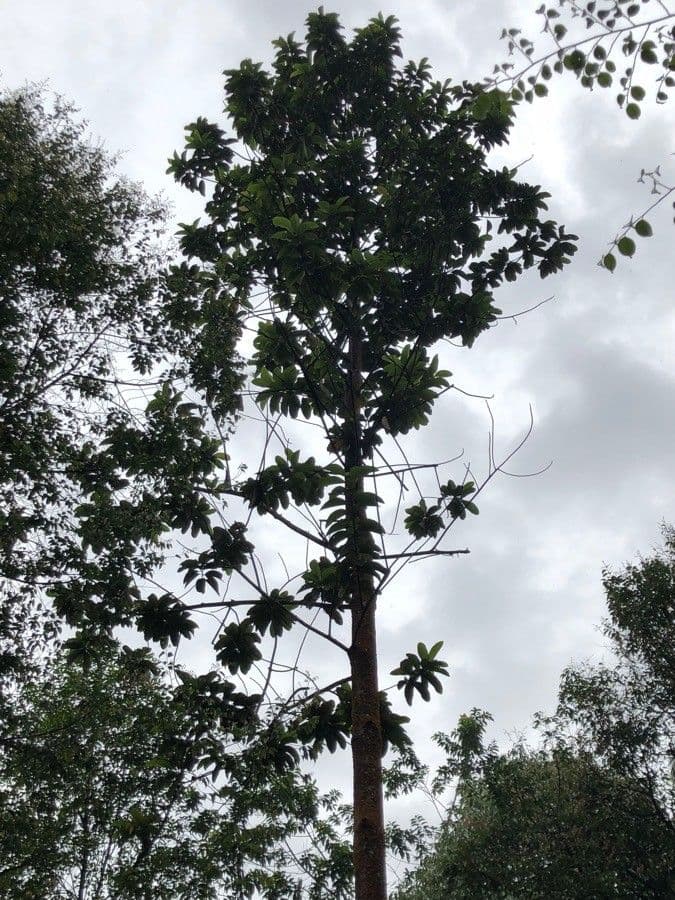 Dipterocarpus 4