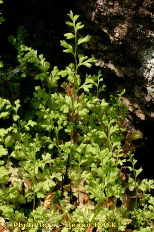 Anogramma leptophylla 21