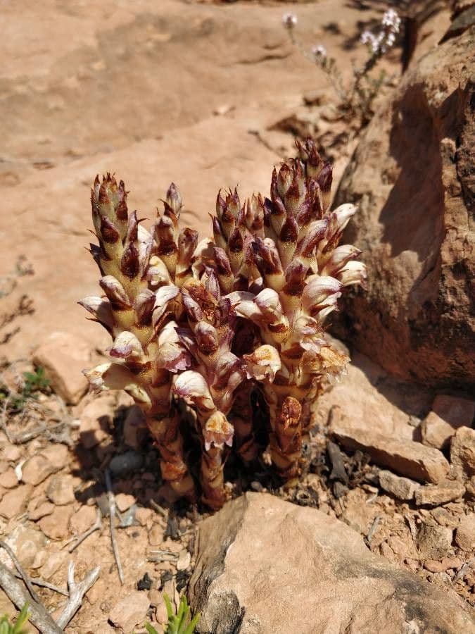 Australian broomrape 12