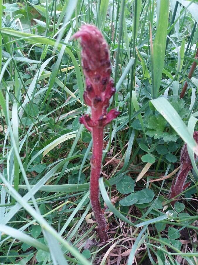 Orobanche sanguigna 14