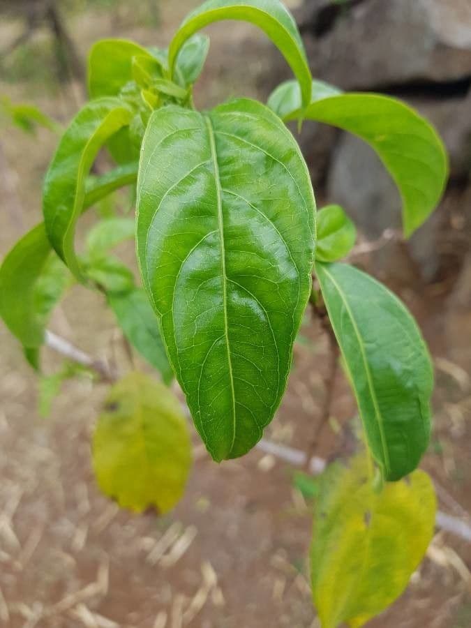 Mussaenda 19