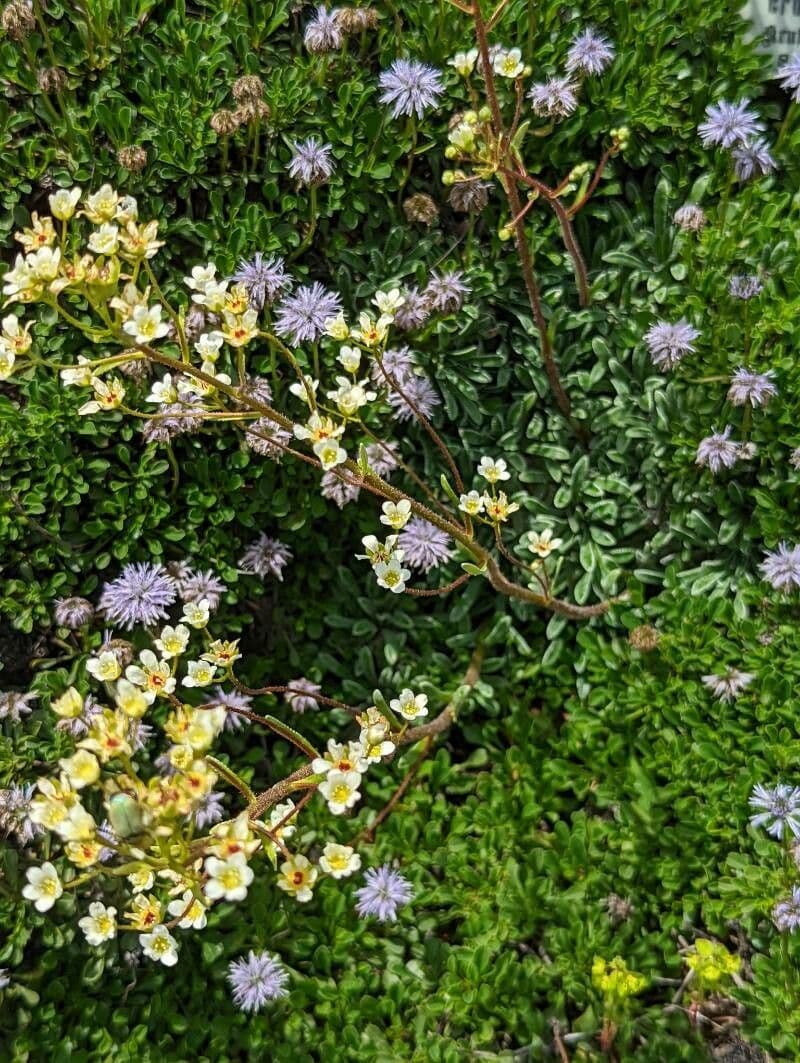Saxifrage incrustée 9