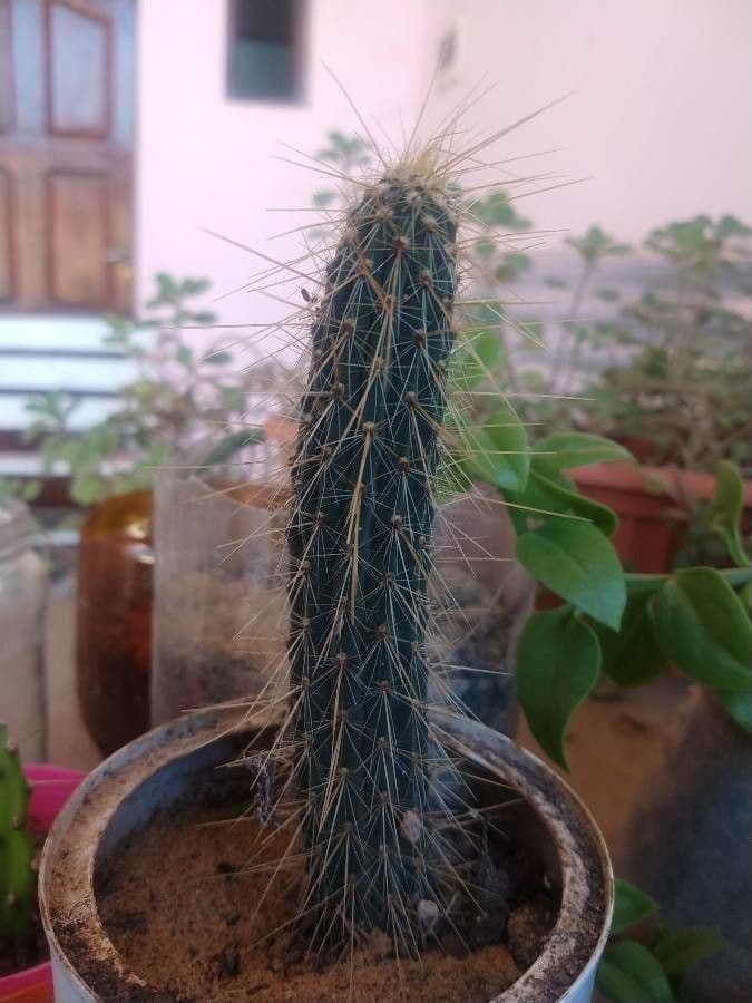 Cactus columnar 3