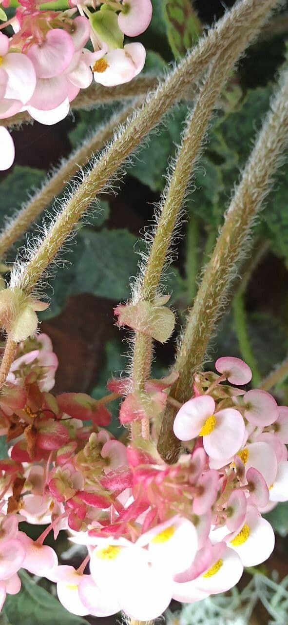 Begonia 15