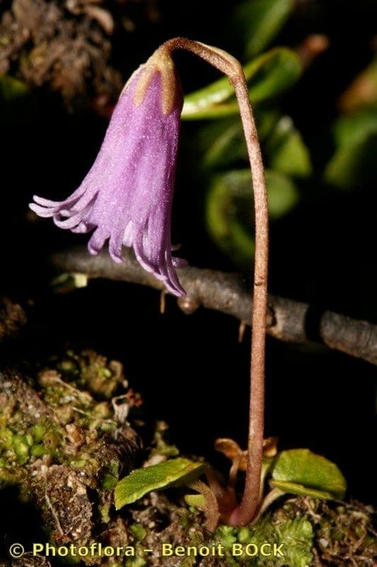 Zwerg-Glockenblume 15