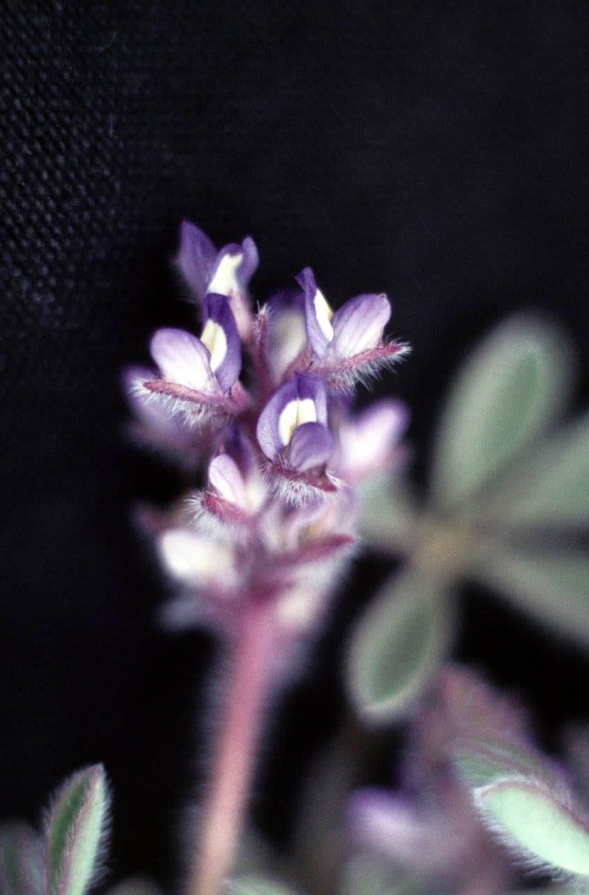 Rostiger Lupine 3
