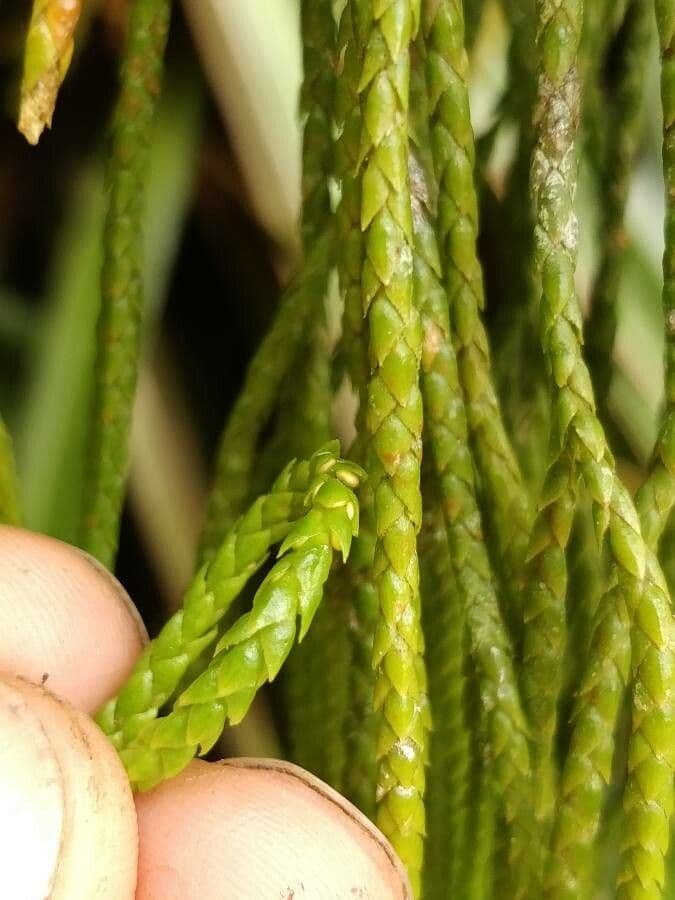 Huperzia 3