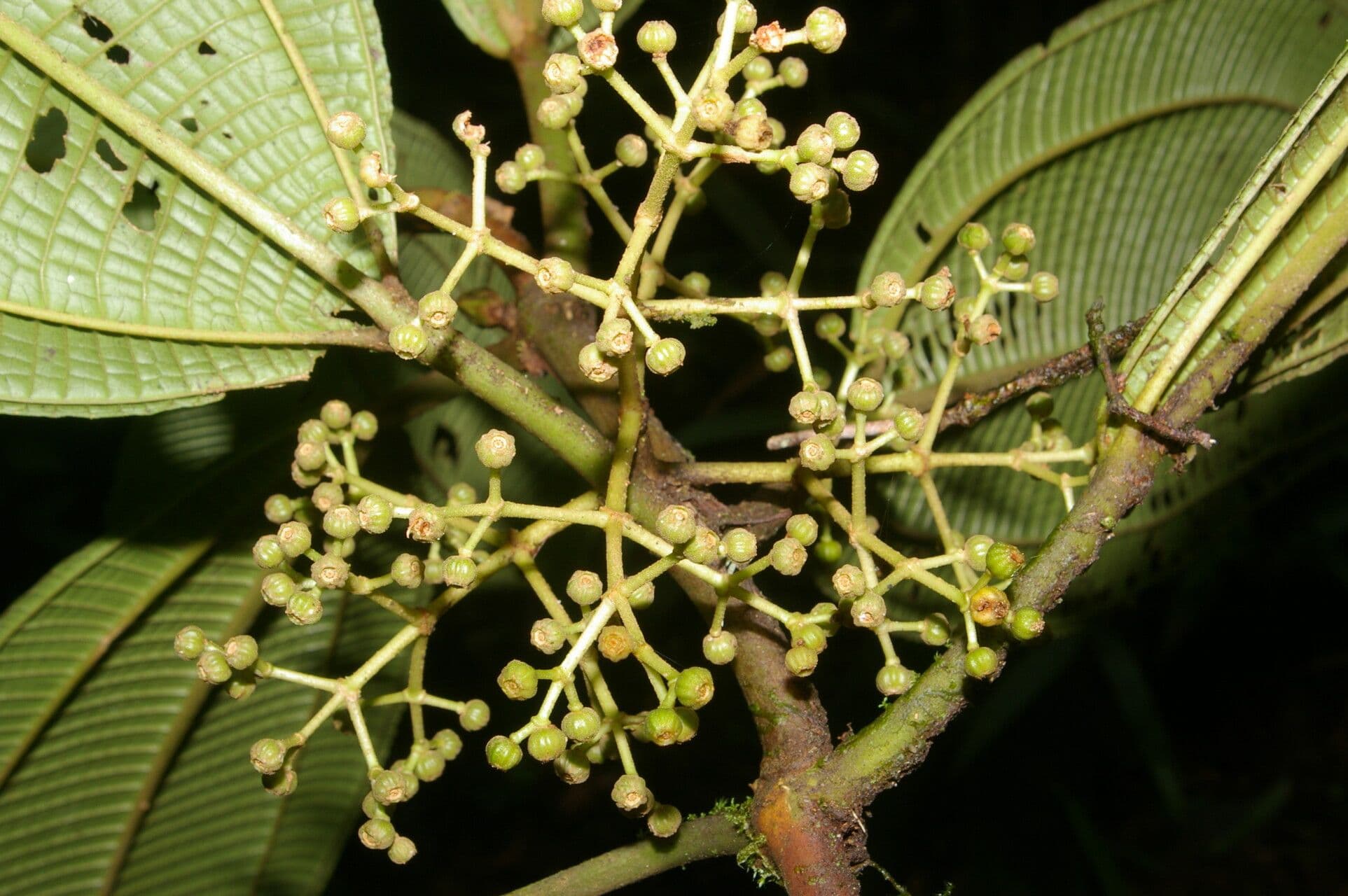 Ossaea 6