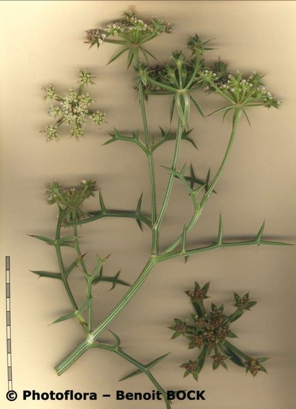 Echinophora spinosa 28