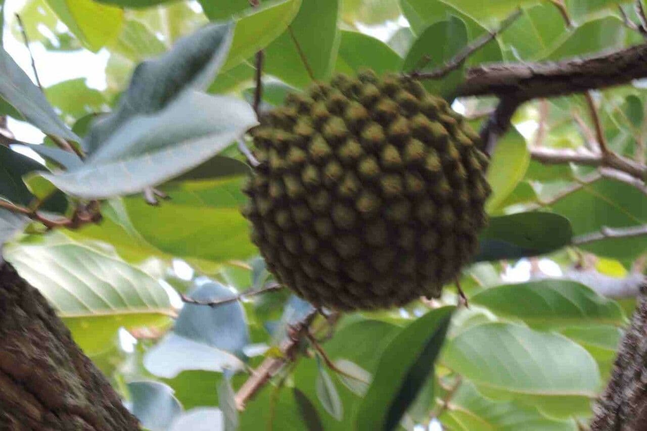 Annona crassiflora 5