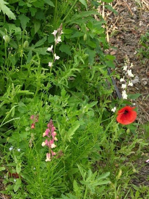 Linaria marocchina 9