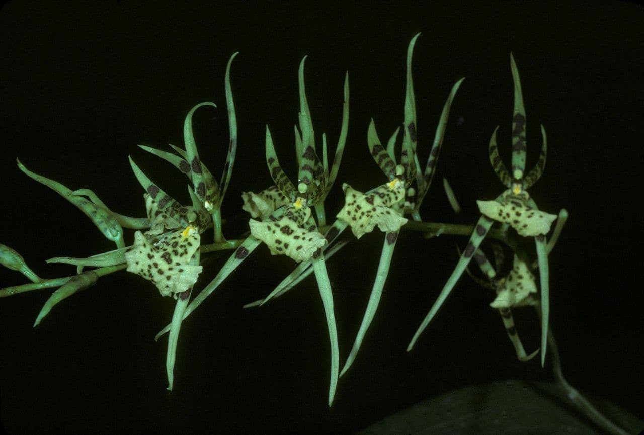 Orchidea ragno maculata 2