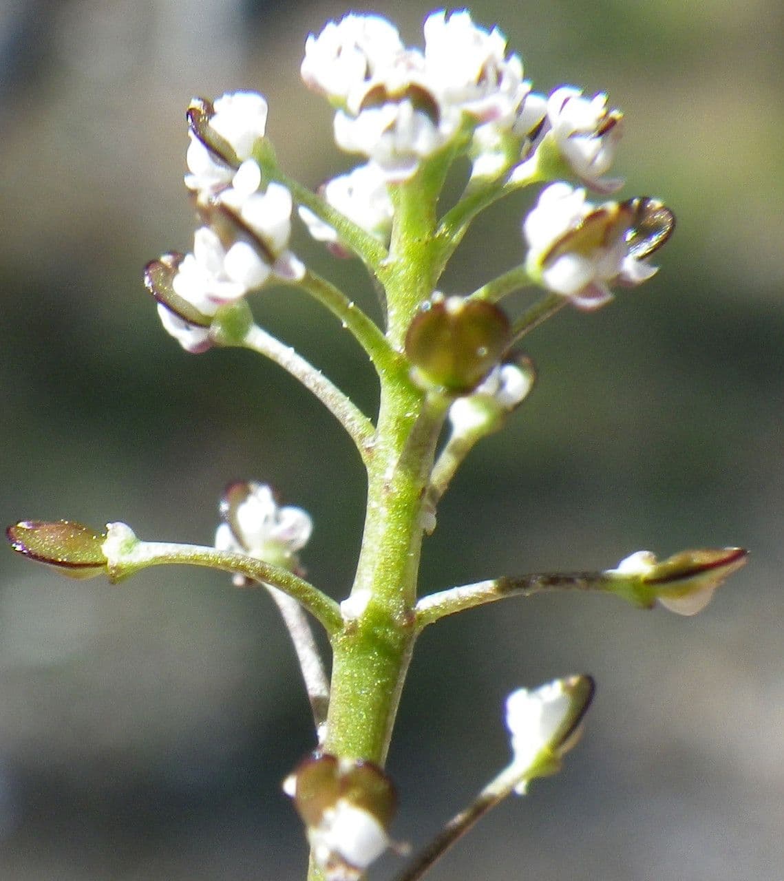 Teesdalia coronopifolia 9