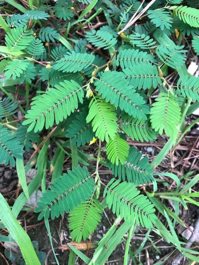 Herbe sensible 17