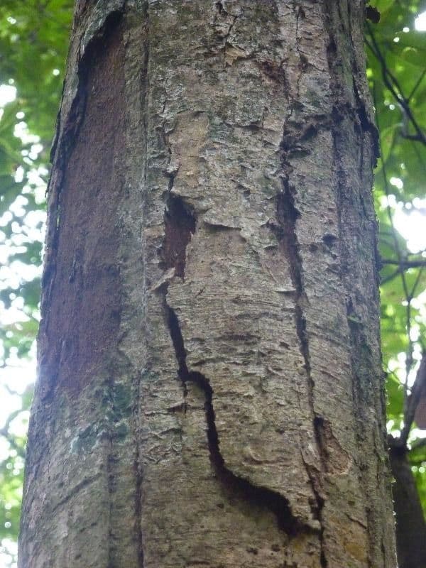 Glänzende Myrcia 18