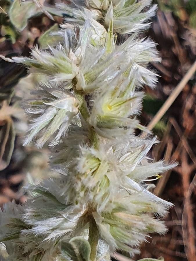 Sericocomopsis