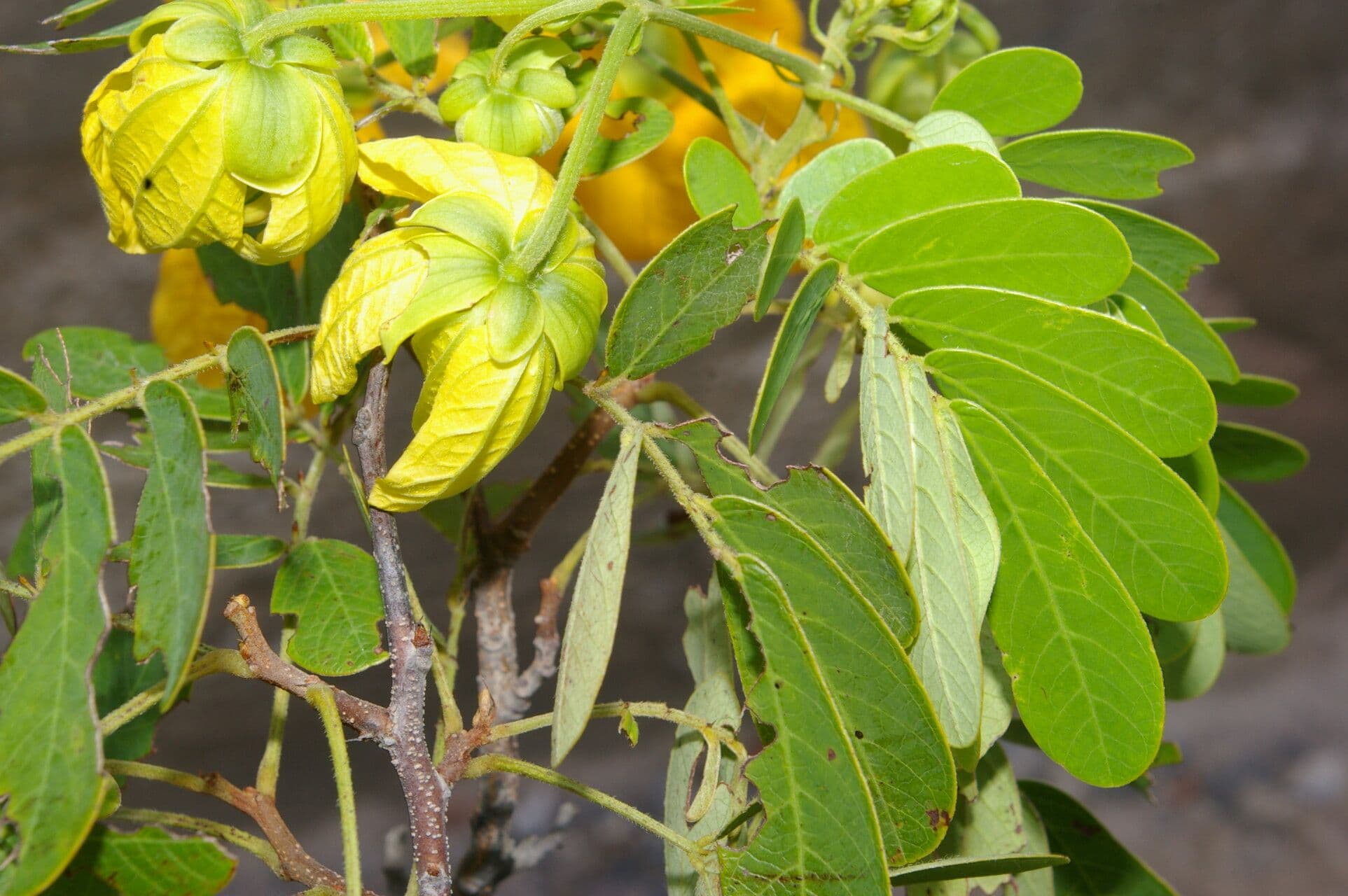 Senna 3