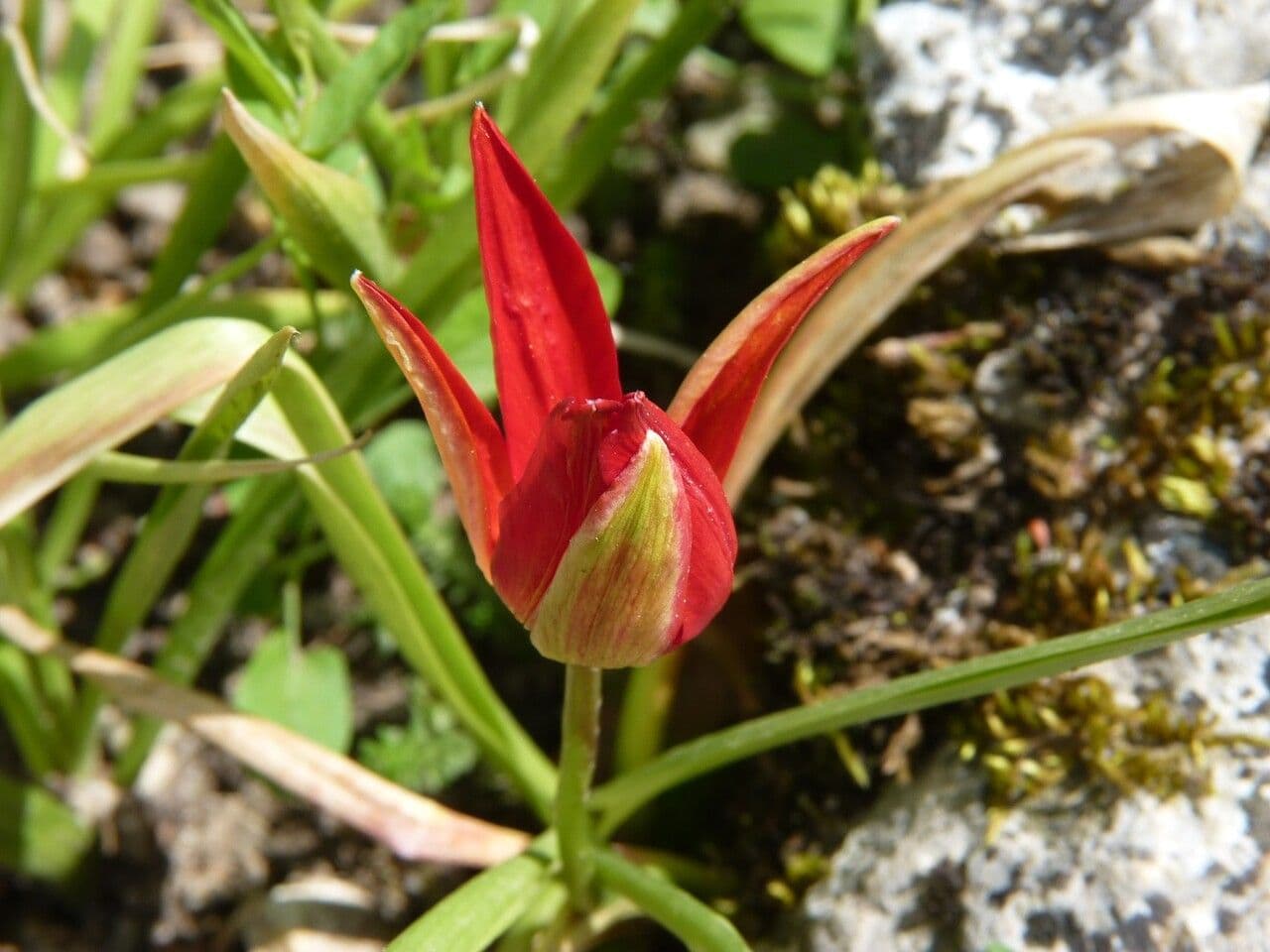 Tulipano 2