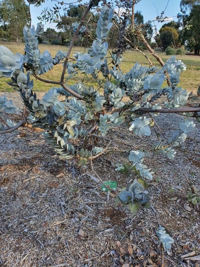 Eukalyptus 8