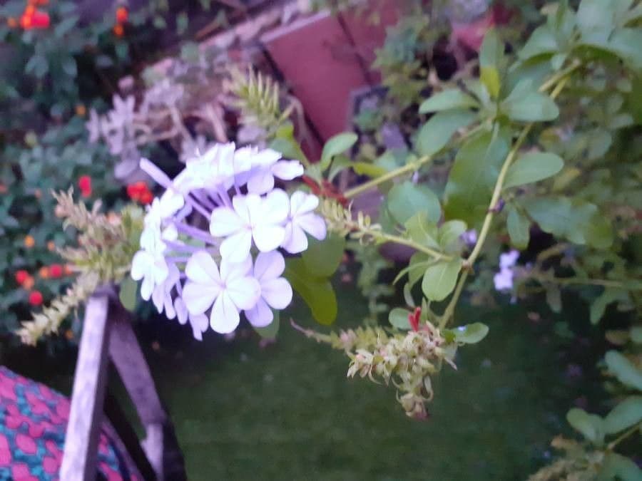 Plumbago auriculata 24