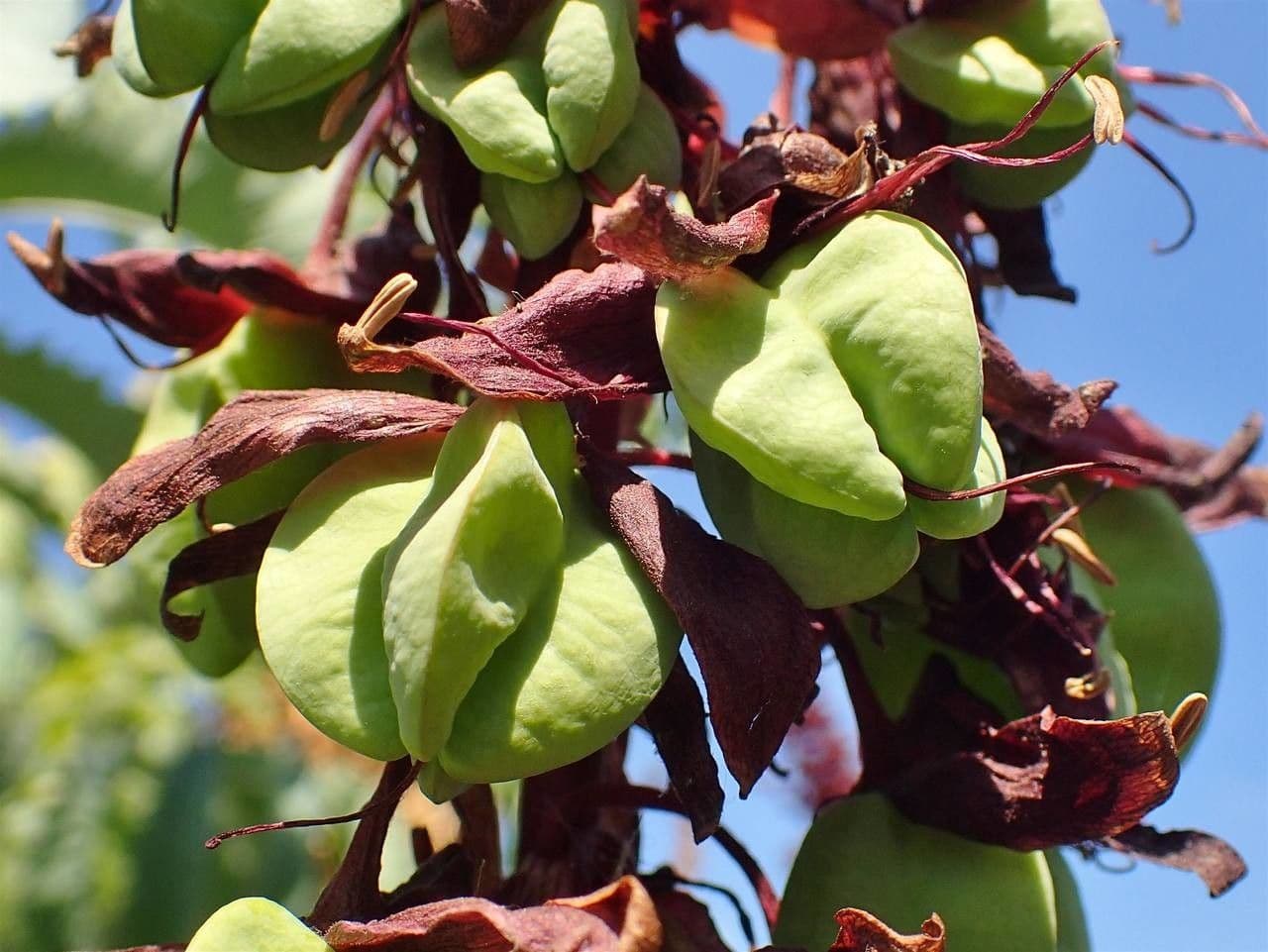 Melianthus maggiore 2