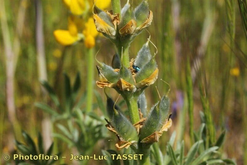Gelbe Lupine