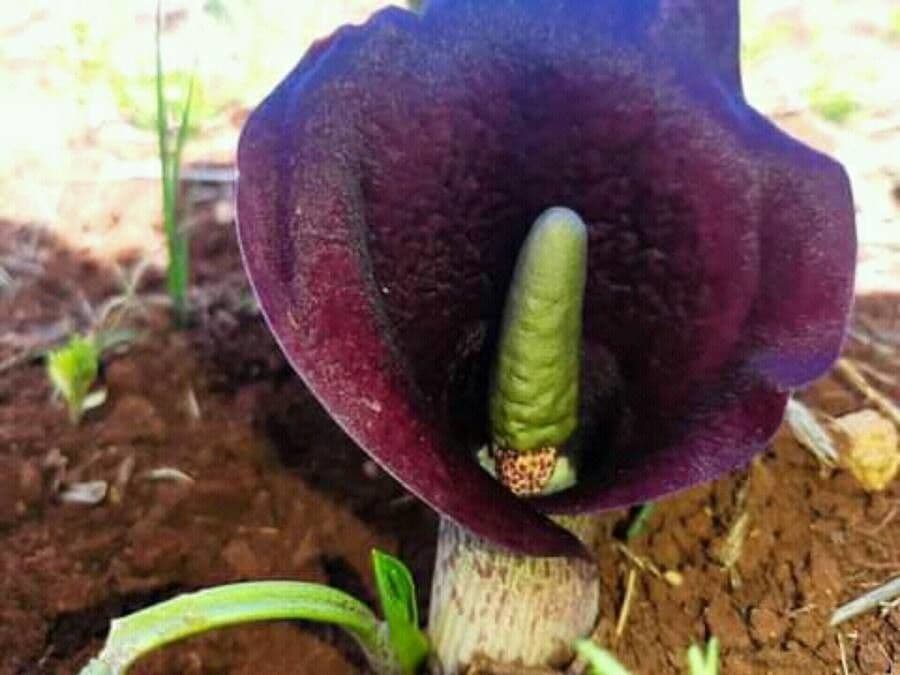 Biarum