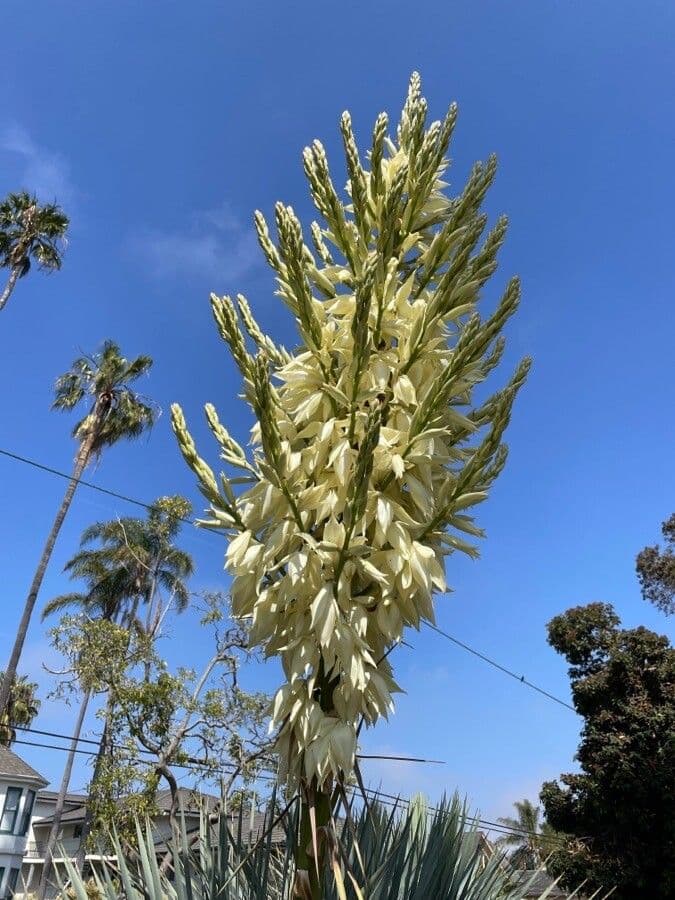 Yucca rostrata 3