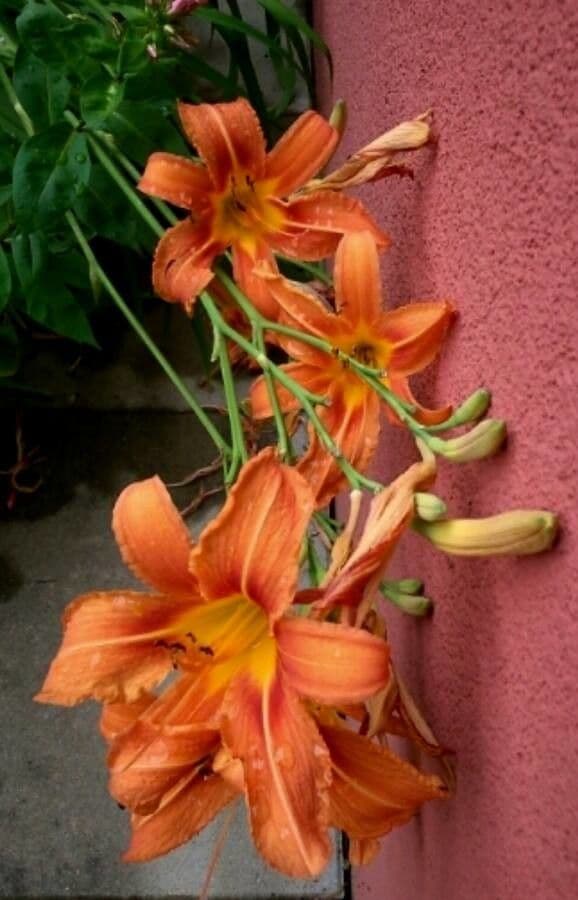 Emerocallide fulva 6
