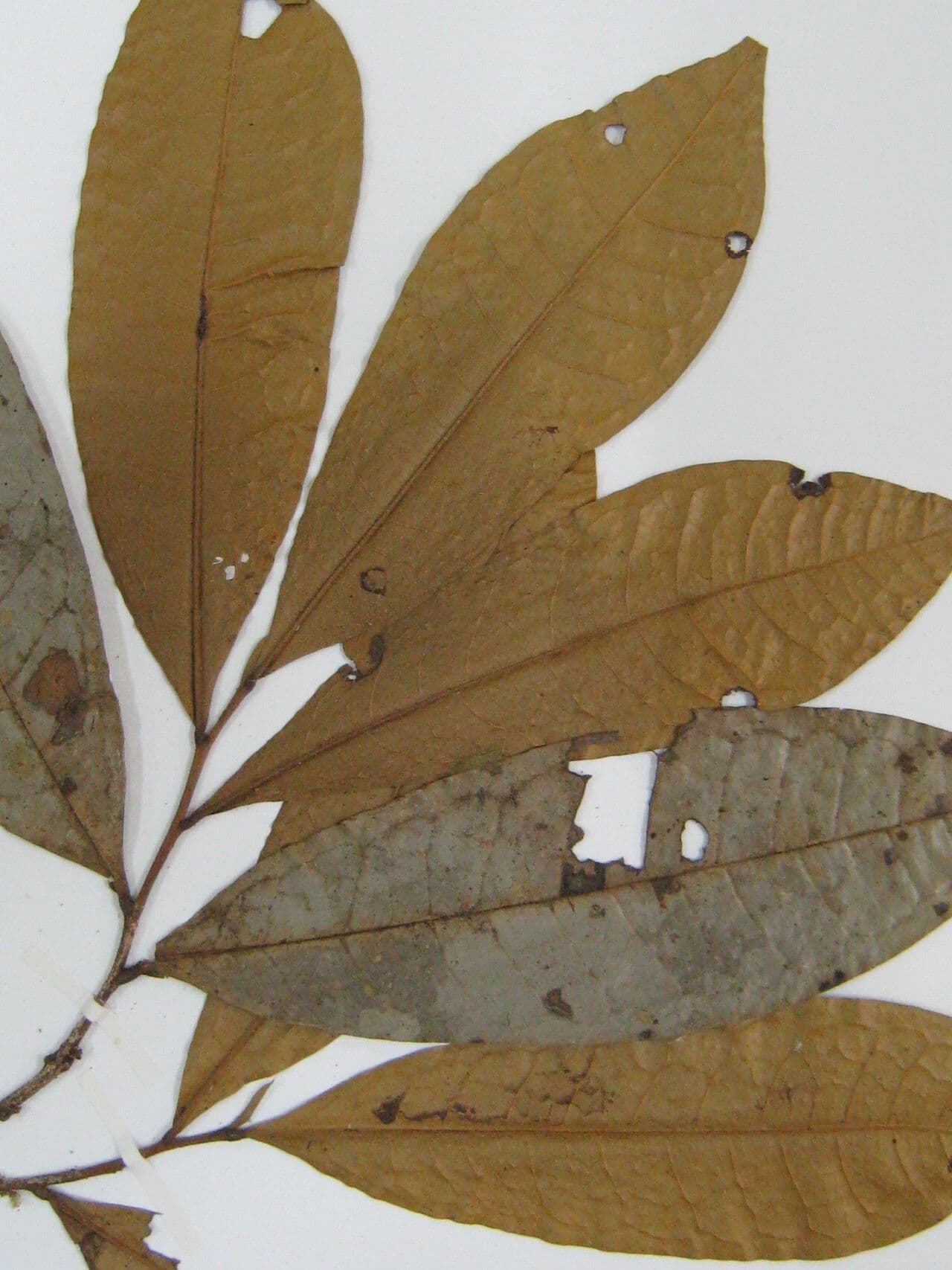 Duguetia 5