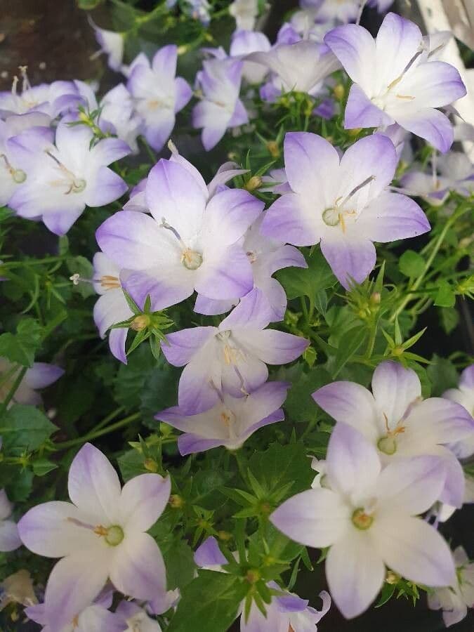 Campanula 5