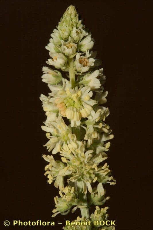 Reseda 2