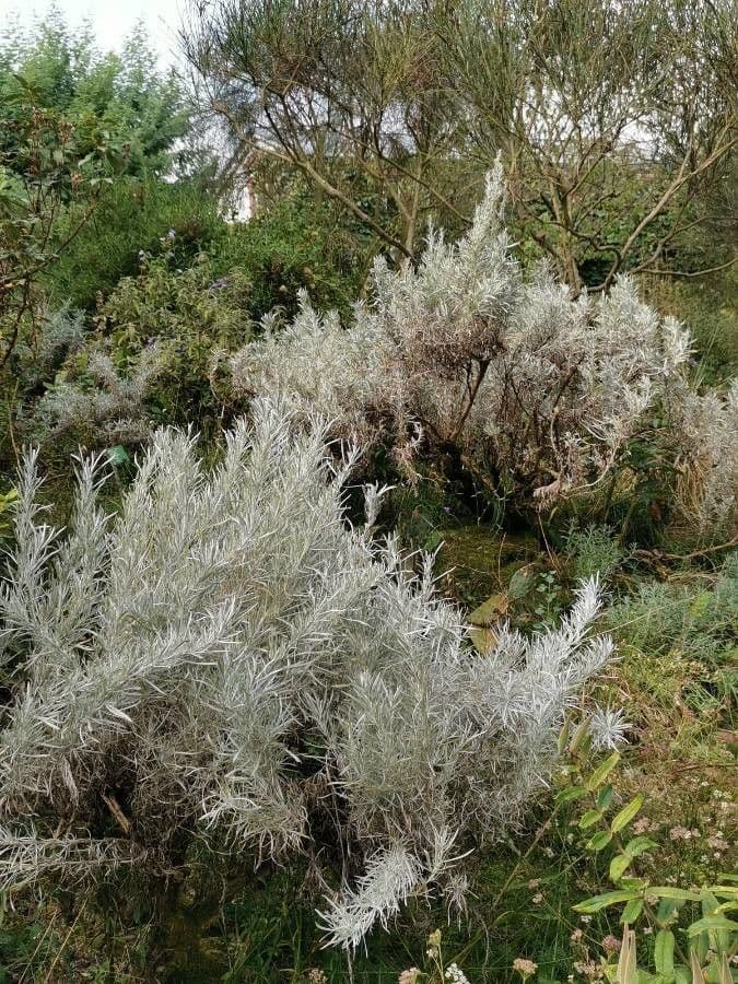 Artemisia argentea 6