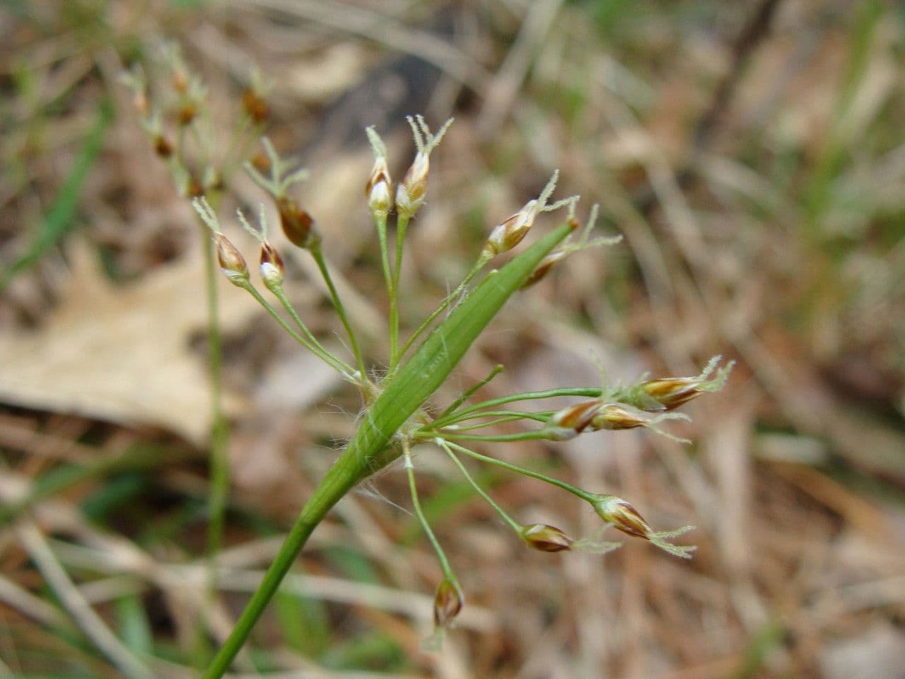 Luzula acuminata 3