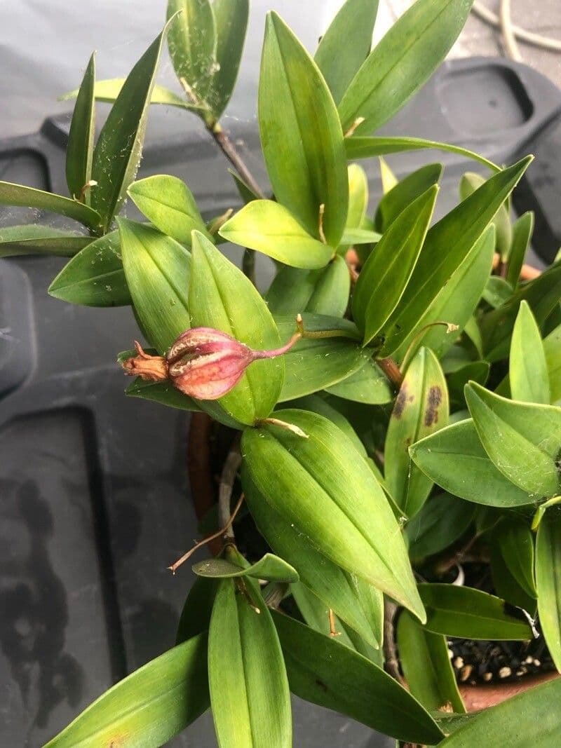 Dendrobium 2