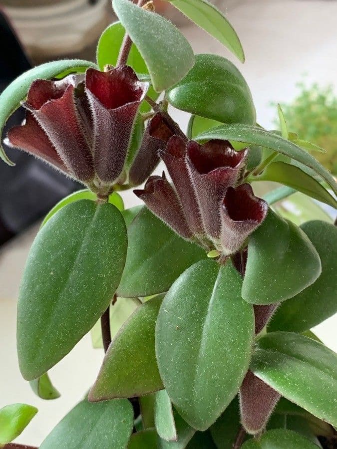Pianta rossetto 3