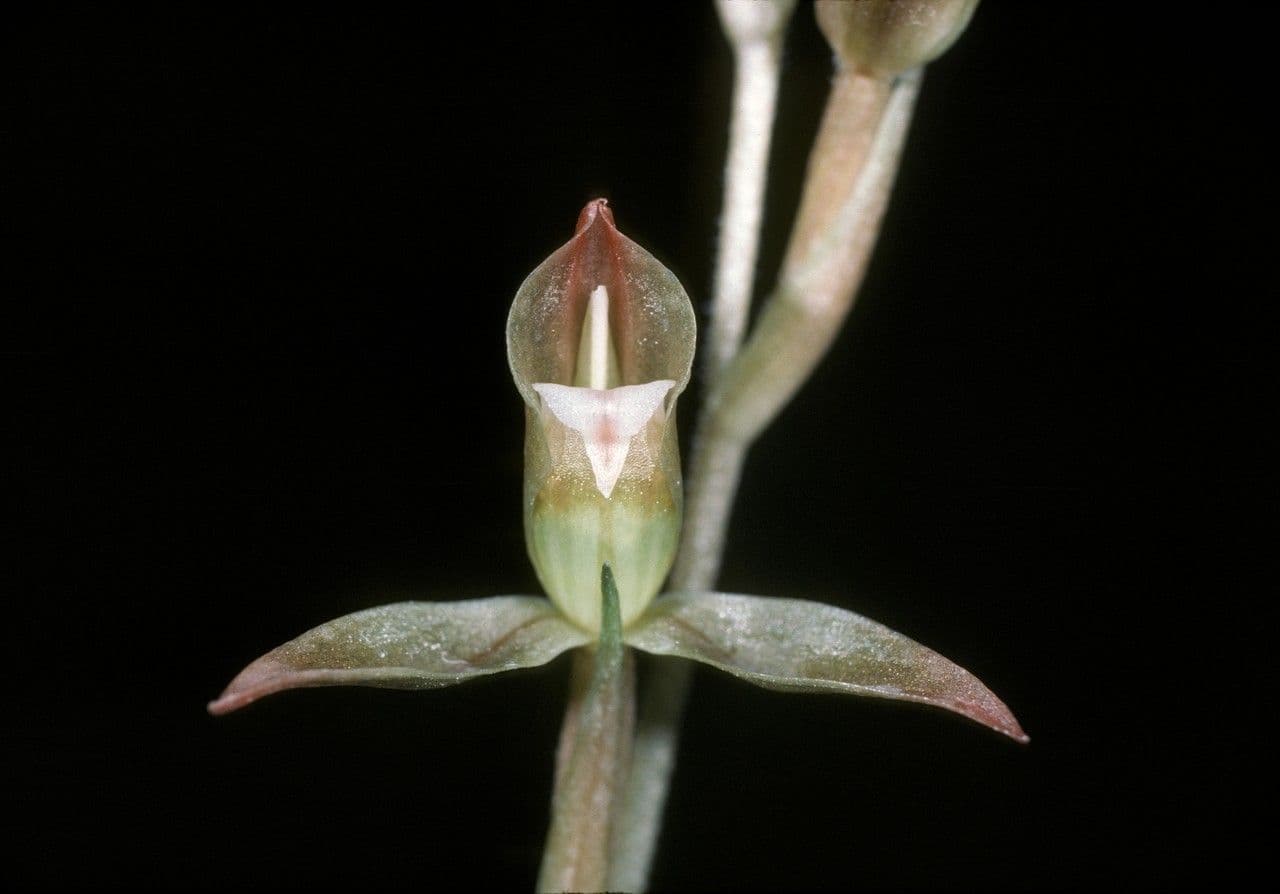 Goodyera verdiflora 3