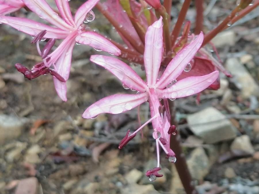 Nerine nana