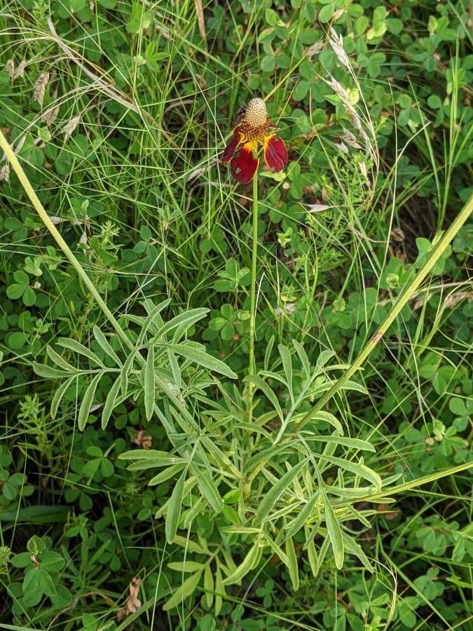 Ratibida columnifera 12