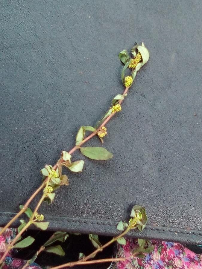 Euforbia pendula 4