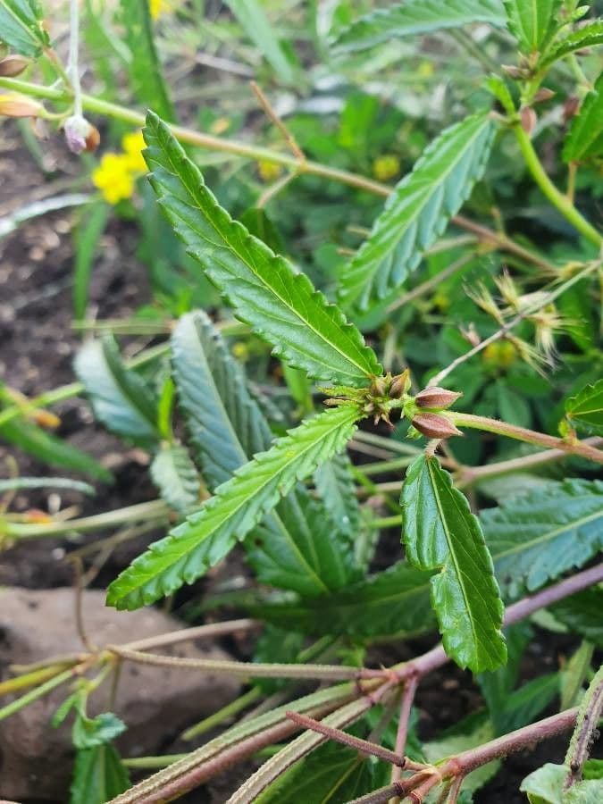 Corchorus trilocularis 15