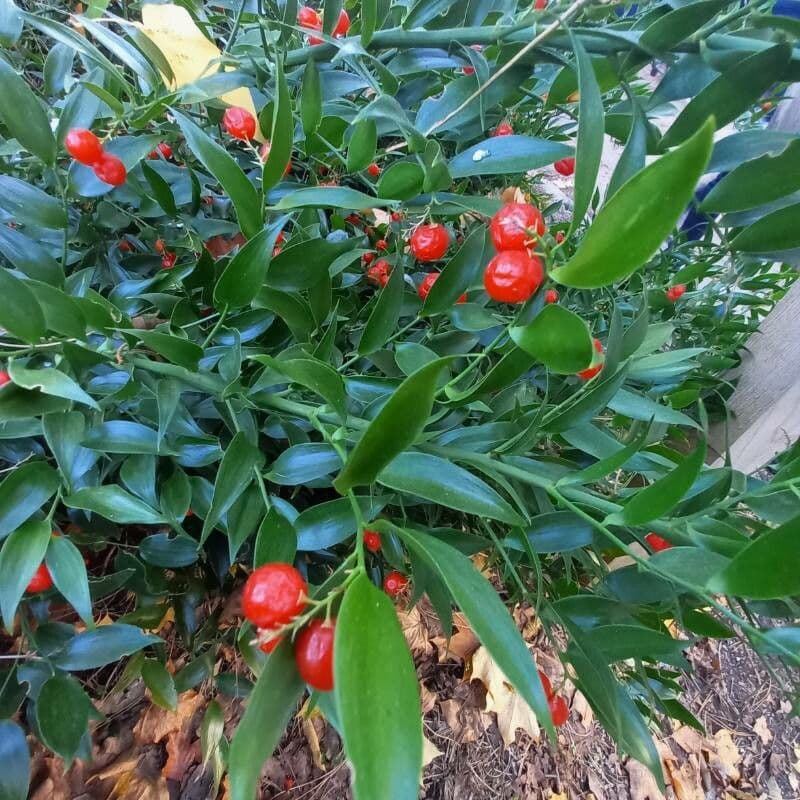 Danae 2