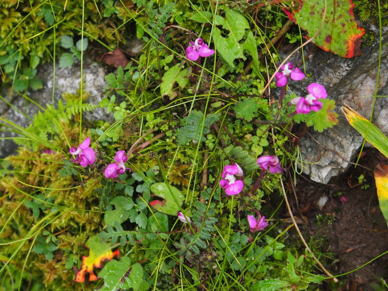 Pedicularis 2