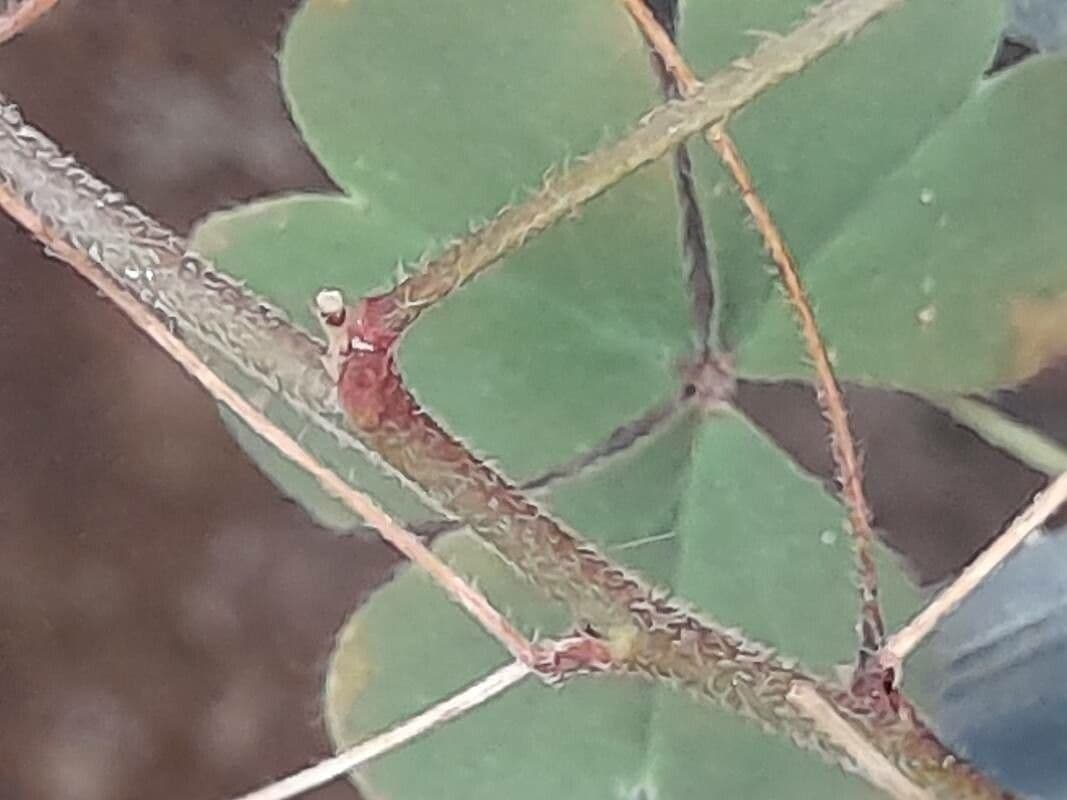 Ossalide corniculata 24