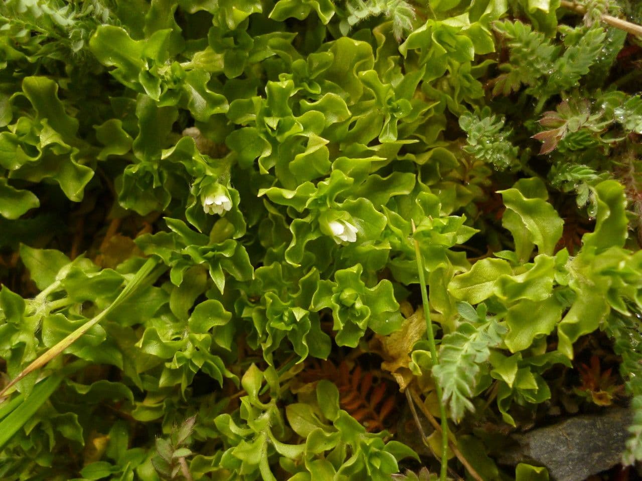Stellaria