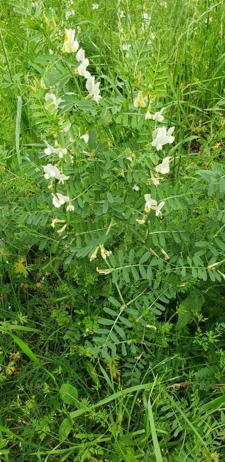 Vesce à grandes fleurs 19