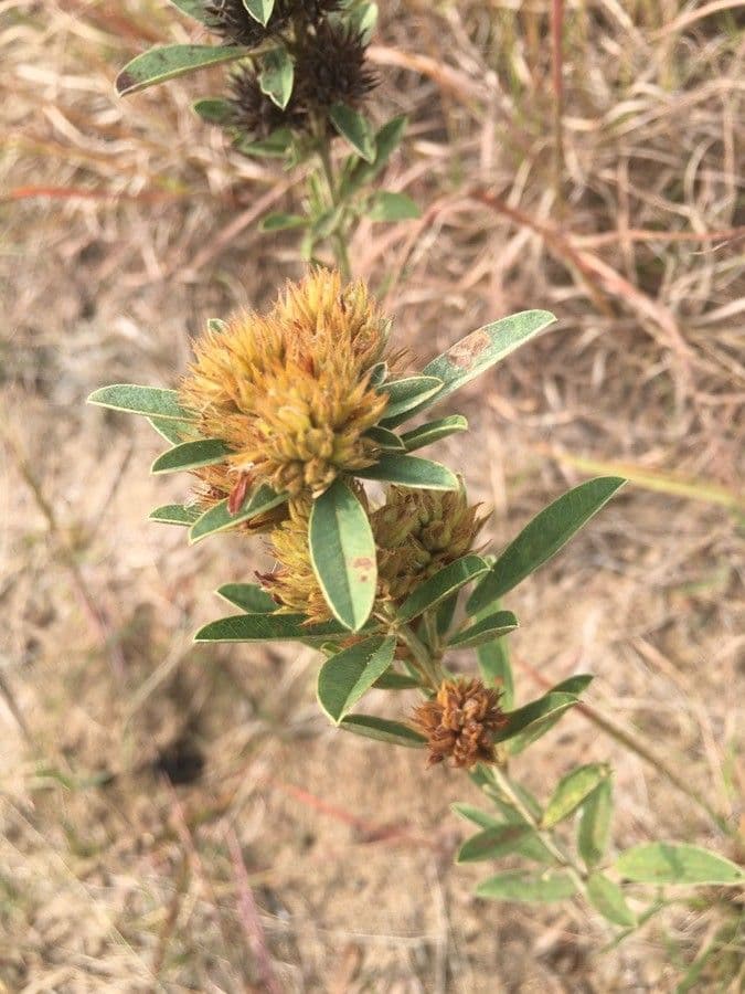 Lespedeza capitata 2