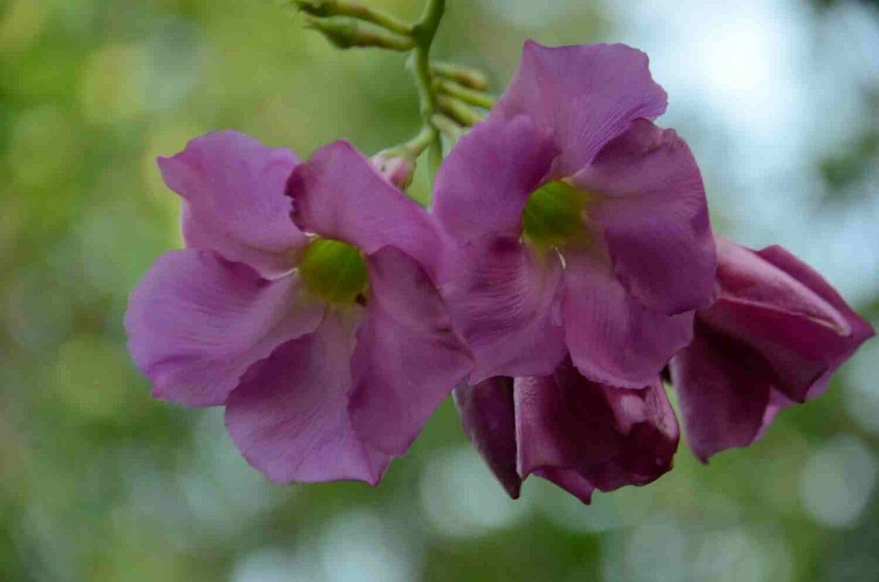 Temnadenia violacea